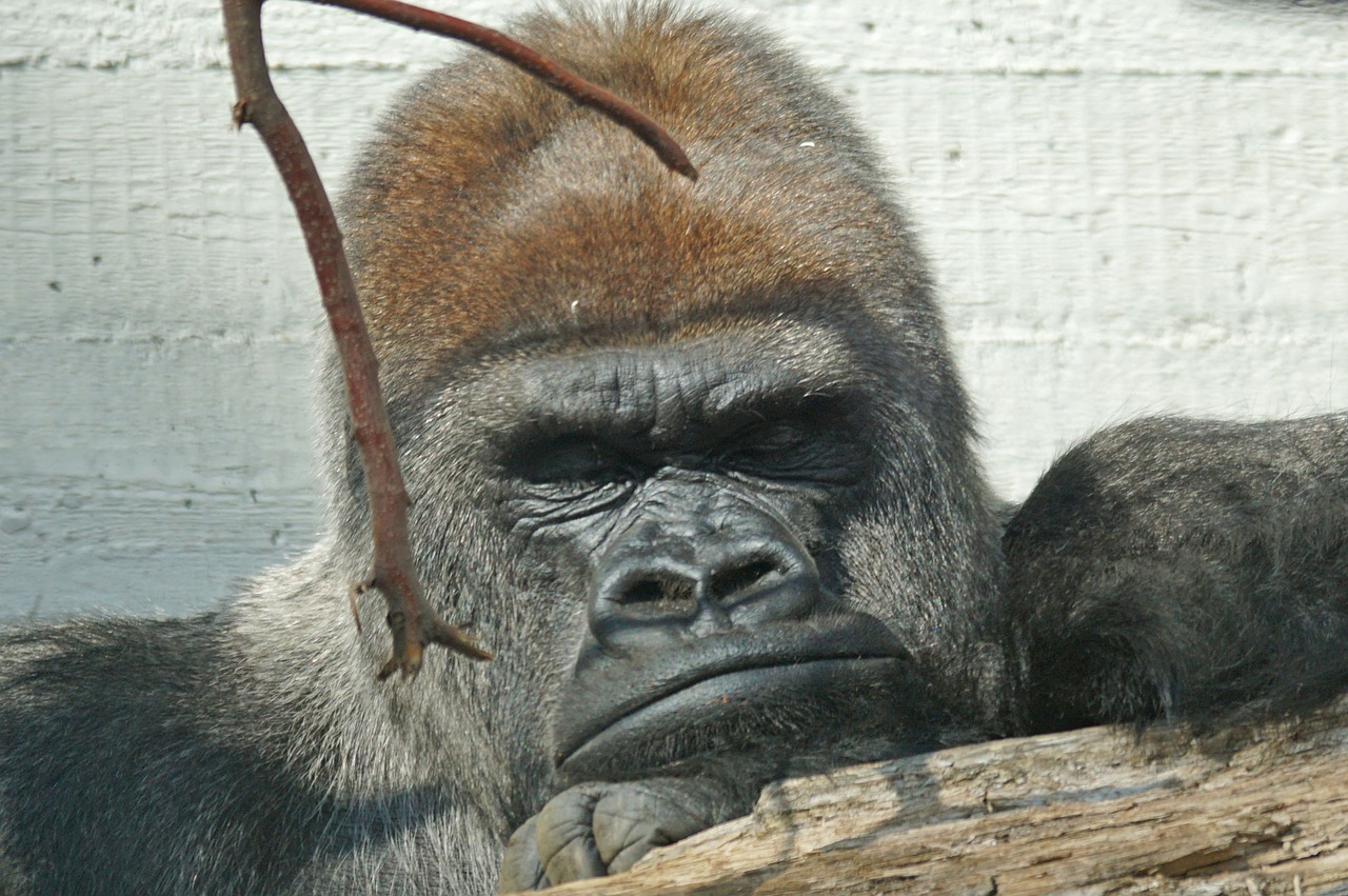 Gorila, Silverback, Saldus, Lyderis, Nemokamos Nuotraukos,  Nemokama Licenzija