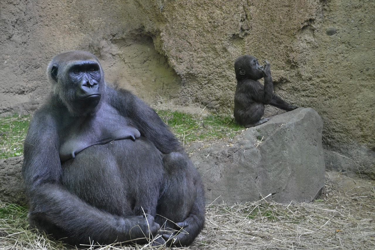 Gorila, Zoologijos Sodas, Gyvūnas, Ape, Patinas, Juokinga, Stiprus, Primatas, Laukiniai, Beždžionė