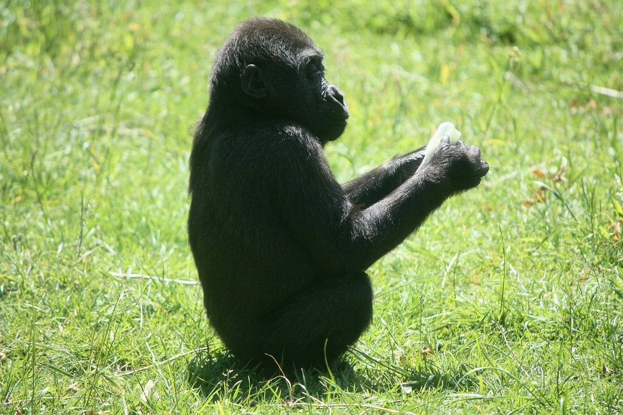 Gorila Kūdikis, Gorila, Ape, Beždžionė, Zoologijos Sodas, Gyvūnas, Pieva, Gyvūnai, Nemokamos Nuotraukos,  Nemokama Licenzija