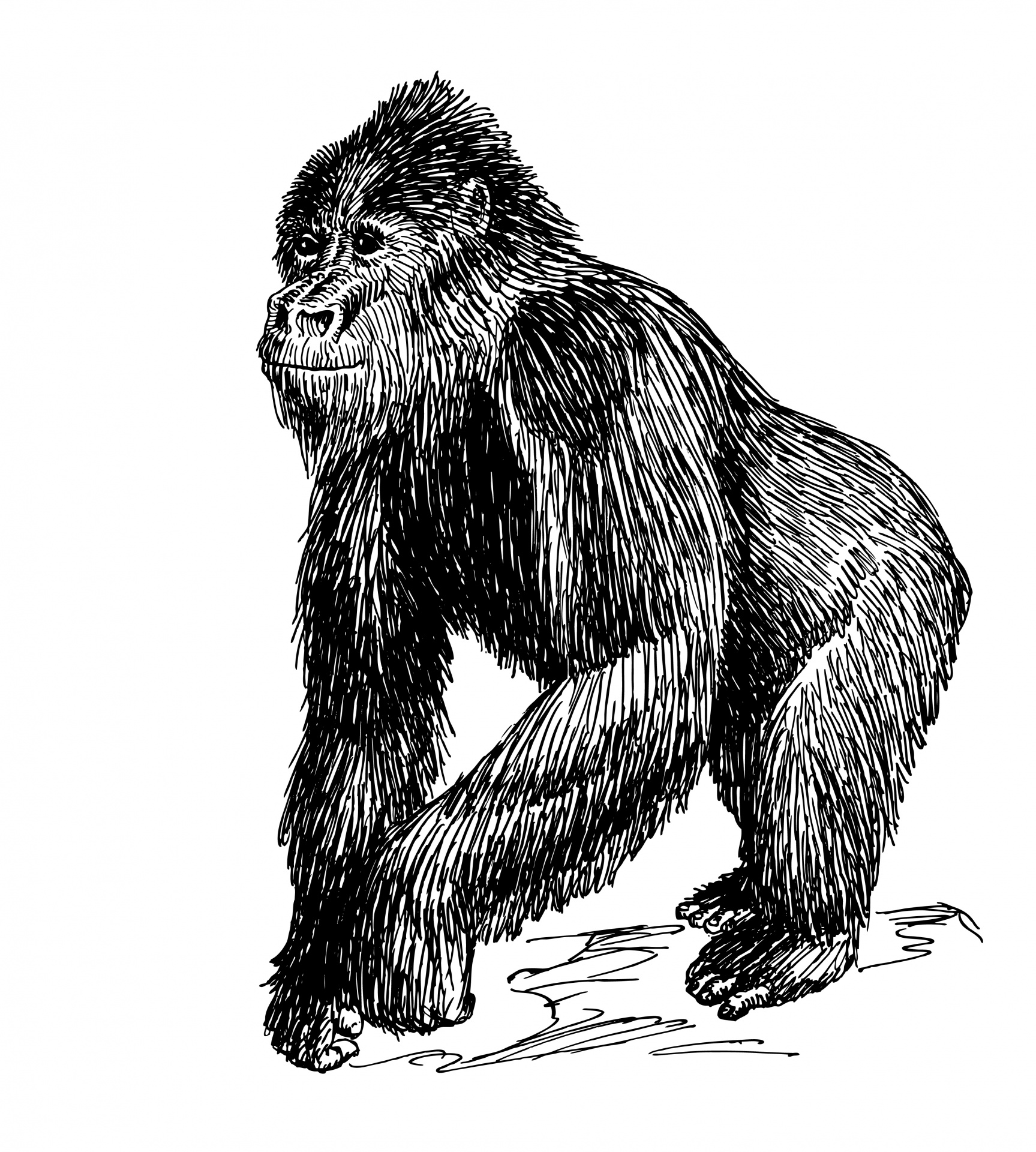 Gorila,  Ape,  Primatas,  Beždžionė,  Gyvūnas,  Line & Nbsp,  Menas,  Iliustracijos,  Clip & Nbsp,  Menas