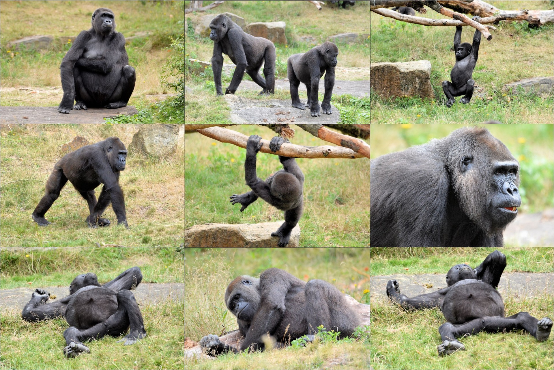 Ape,  Beždžionė,  Gorila,  Koliažas,  Gorila Koliažas 1, Nemokamos Nuotraukos,  Nemokama Licenzija