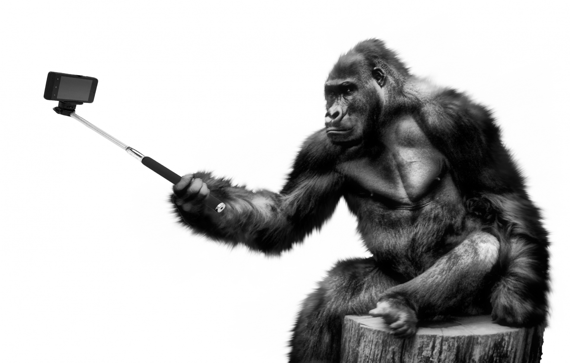 Gorila,  Ape,  Primatas,  Beždžionė,  Gyvūnas,  Laukinė Gamta,  Autoportretas,  Savarankiškai & Nbsp,  Mobilus,  Telefonas