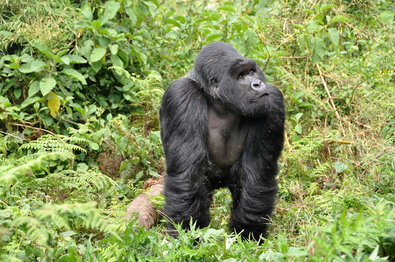 Gorilos, Silverback, Ape, Beždžionė, Ruanda, Nemokamos Nuotraukos,  Nemokama Licenzija
