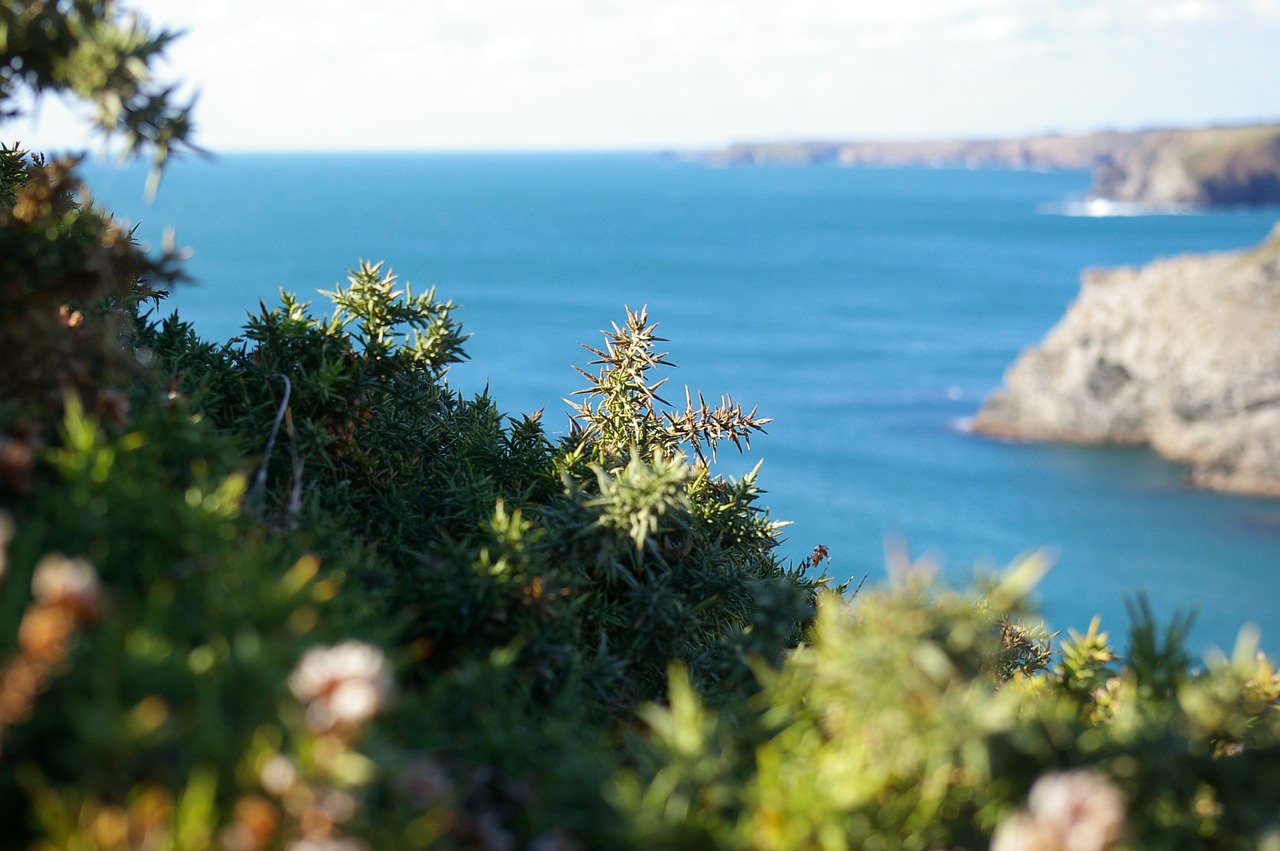 Gorse, Jūra, Brittany, Nemokamos Nuotraukos,  Nemokama Licenzija