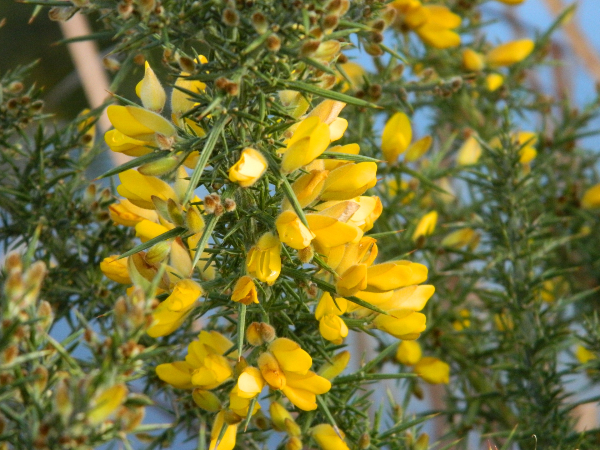 Augalas,  Gamta,  Gorse,  Gorse & Nbsp,  Augalas,  Piktžolių,  Šeriai,  Goros Augalas, Nemokamos Nuotraukos,  Nemokama Licenzija