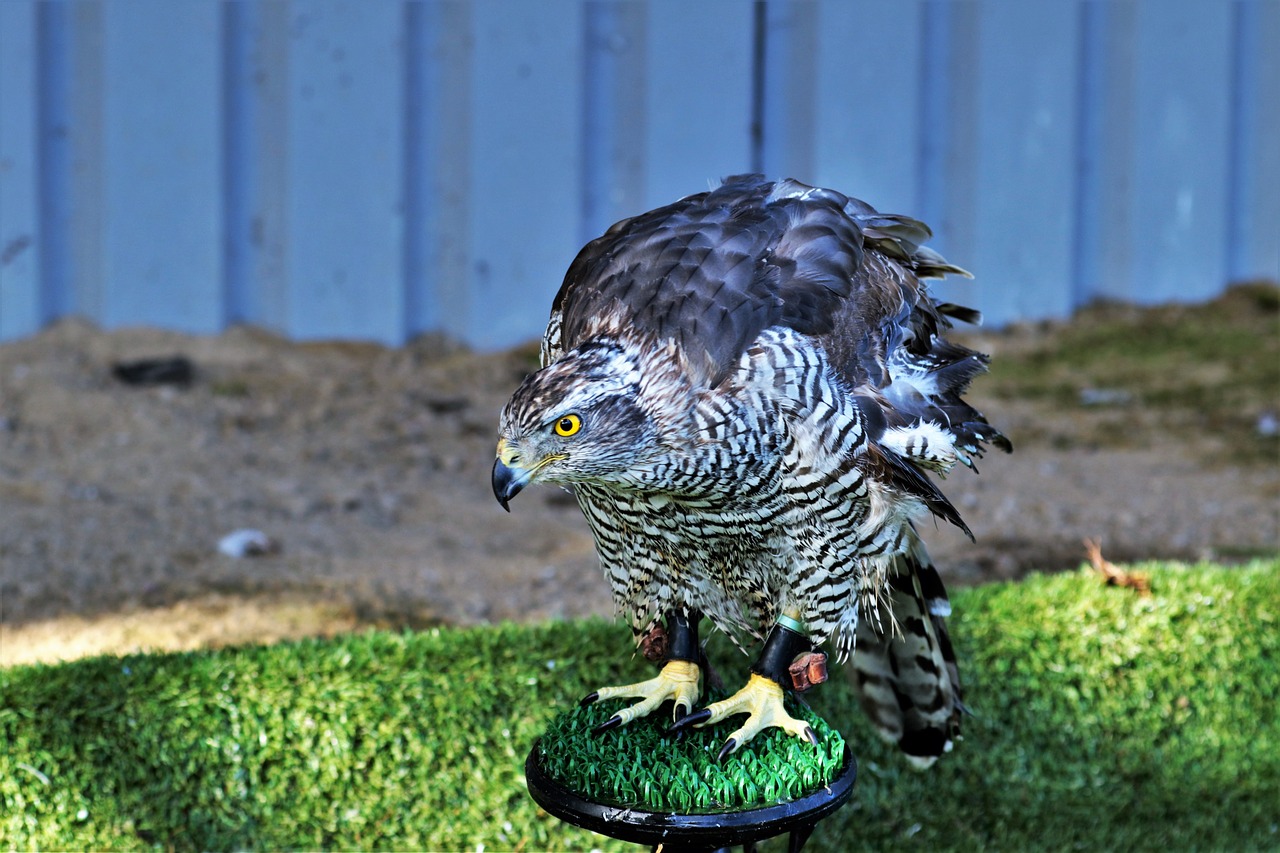 Goshawk, Vanagas, Paukštis, Laukinė Gamta, Gyvūnas, Laukiniai, Raptoras, Medžiotojas, Snapas, Grobis