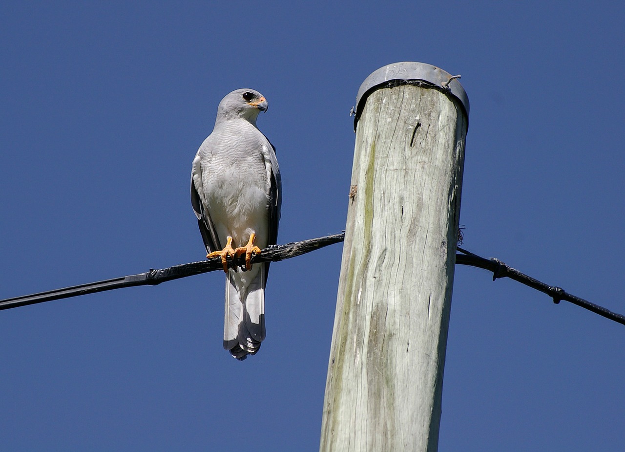 Goshawk, Vanagas, Pilka, Balta, Paukštis, Raptoras, Geltona, Pėdos, Sustingęs, Viela