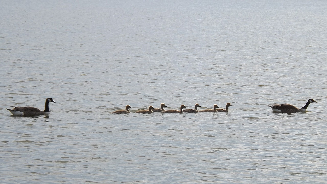 Gosling, Anatidae, Žąsis, Vandens Paukščiai, Ežeras, Kūdikis, Laukiniai, Nemokamos Nuotraukos,  Nemokama Licenzija