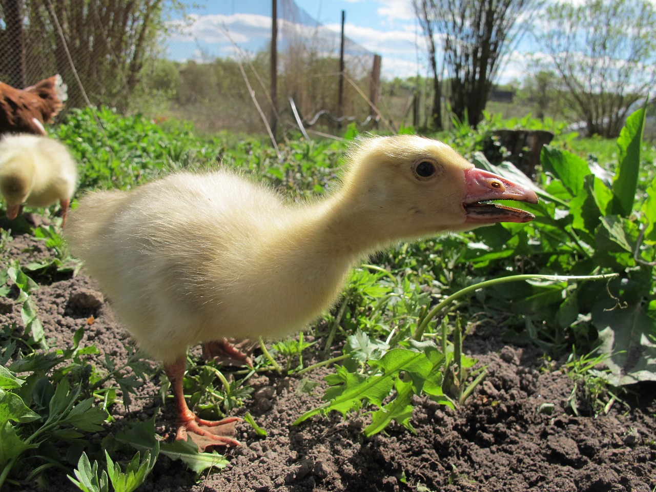 Gosling, Žąsis, Kaimas, Ūkis, Nemokamos Nuotraukos,  Nemokama Licenzija