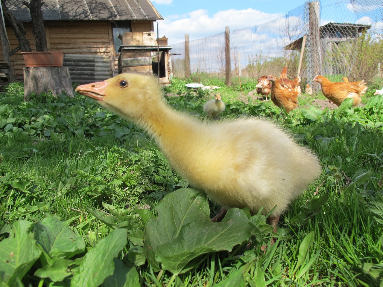 Gosling, Žąsis, Kaimas, Ūkis, Nemokamos Nuotraukos,  Nemokama Licenzija