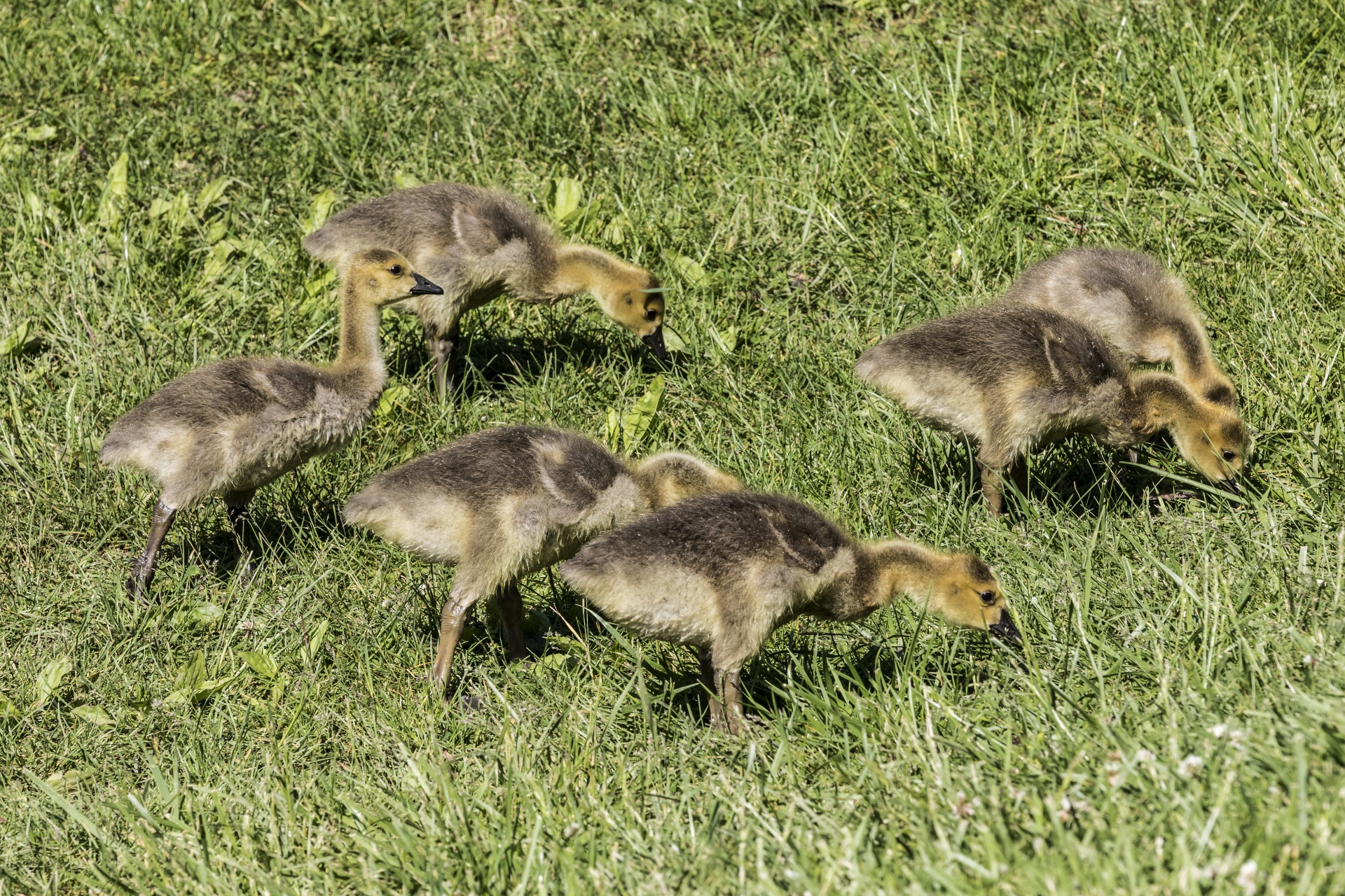 Žąsys,  Goslings,  Gyvūnai,  Paukščiai,  Kūdikiai,  Kanada & Nbsp,  Žąsys,  Goslings, Nemokamos Nuotraukos,  Nemokama Licenzija