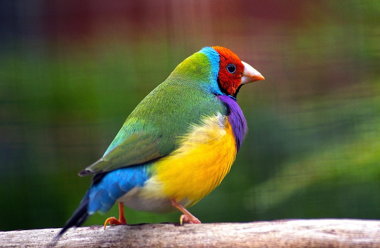 Gulbando Finch, Paukštis, Laukinė Gamta, Gamta, Spalvinga, Sustingęs, Australia, Raudona, Žalias, Geltona