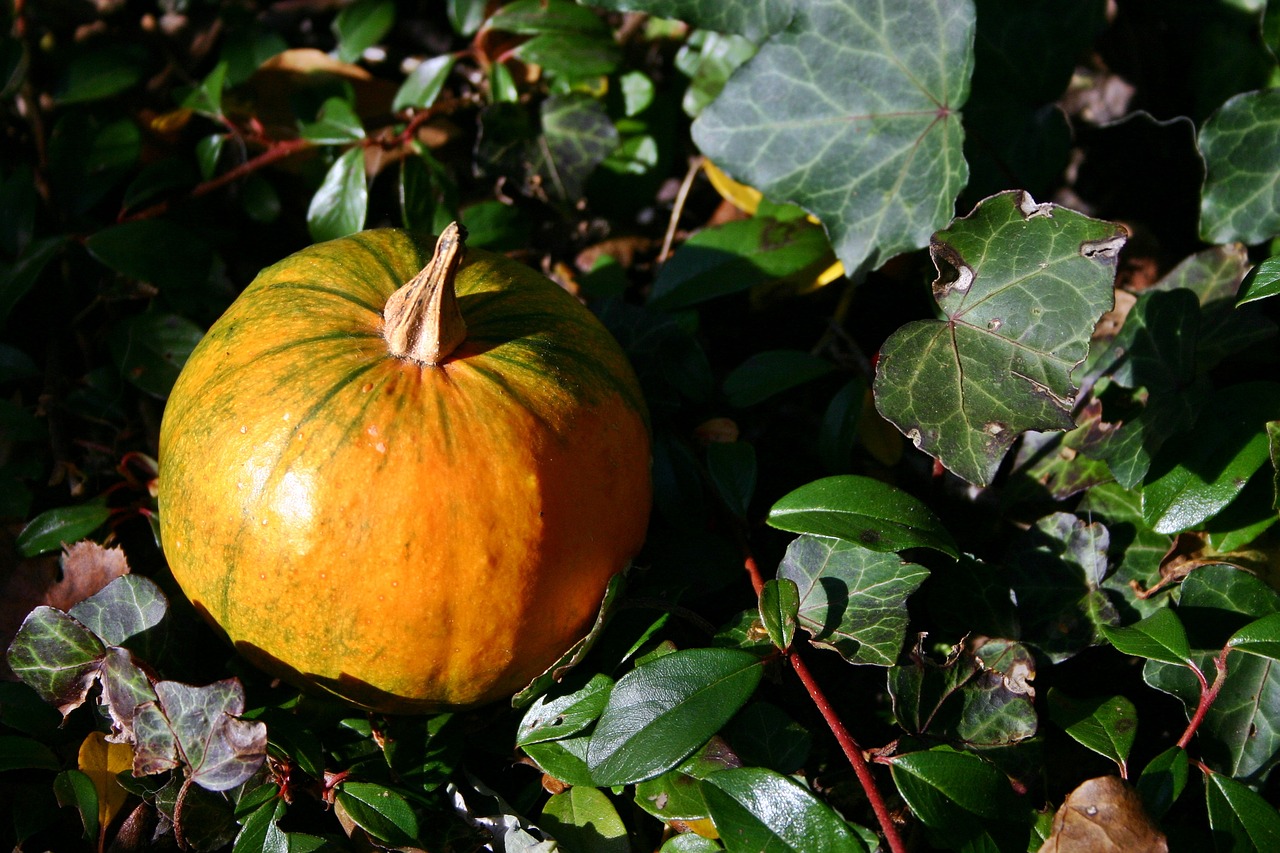 Moliūgas, Ruduo, Lapai, Oranžinė, Moliūgas, Apdaila, Deko, Padėka, Dekoratyvinis, Rudens Motyvai