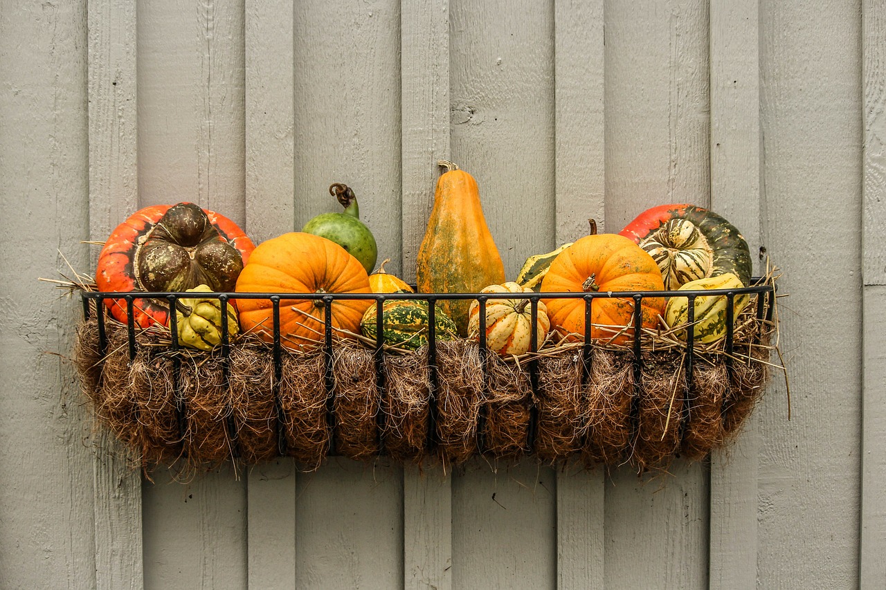 Moliūgai, Moliūgai, Skvošas, Rudens Vinjetė, Kritimo Daržovės, Halloween, Oranžinė, Kritimas, Šventė, Derlius