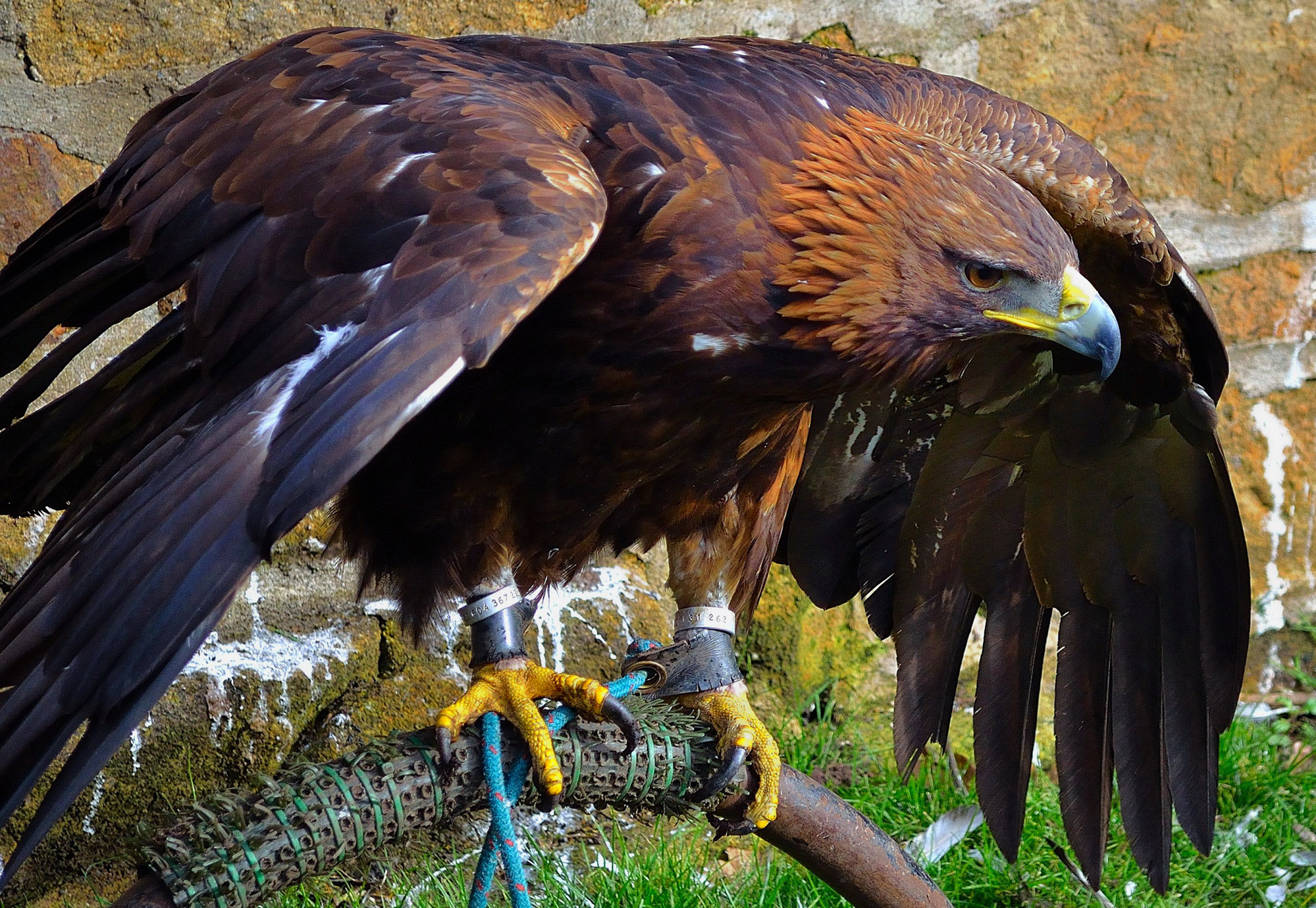 Erelis,  Raptoras,  Paukštis,  Gyvūnas,  Medžiotojas,  Makro,  Snapas,  Plunksnos,  Ruda,  Sparnai