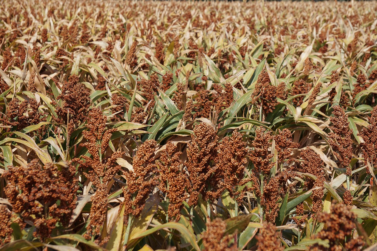 Grūdai, Sorgo, Milo, Javai, Pasėlių, Maistas, Graminacinis, Žemės Ūkio Paskirties Žemė, Sorgo, Žemės Ūkio