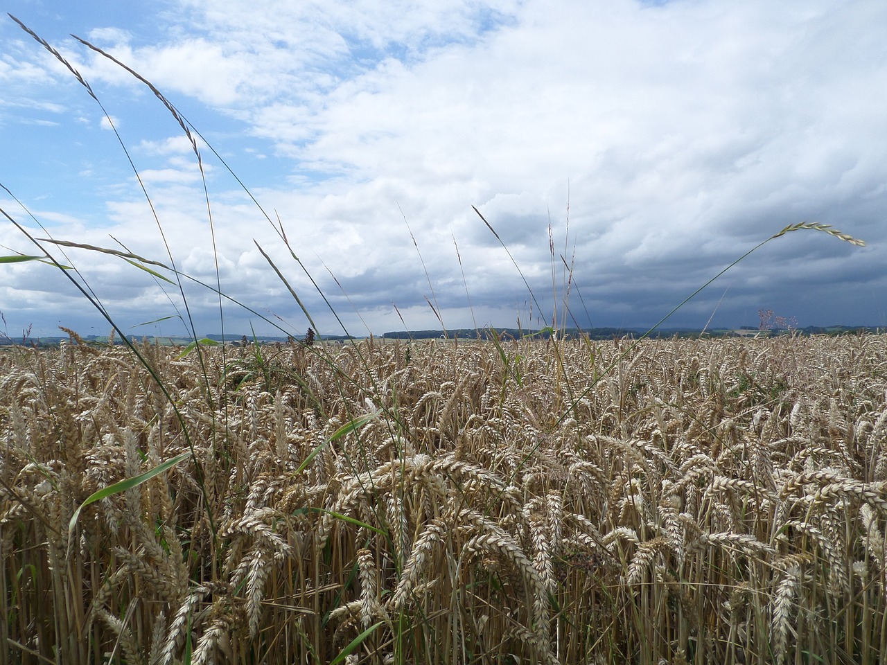 Grūdai, Ausis, Kukurūzų Laukas, Oras, Laukas, Sausas, Lietingą, Nemokamos Nuotraukos,  Nemokama Licenzija