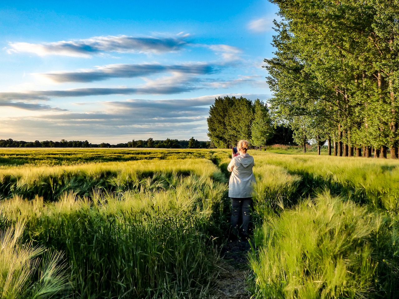 Grūdai, Kvieciai, Rugių Laukas, Lygumos, Kukurūzų Laukas, Kraštovaizdis, Laukas, Puikūs Planai, Saulės Šviesa, Geltonai Žalieji Kviečiai