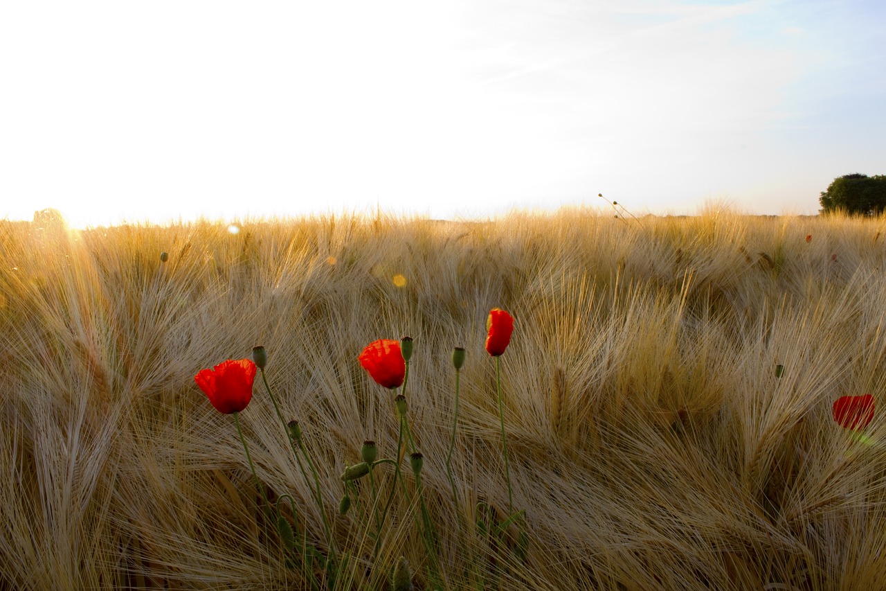 Grūdai, Klatschmohn, Saulėtekis, Vasara, Gamta, Žemdirbystė, Rugių Laukas, Ariamasis, Grūdai, Kukurūzų Laukas