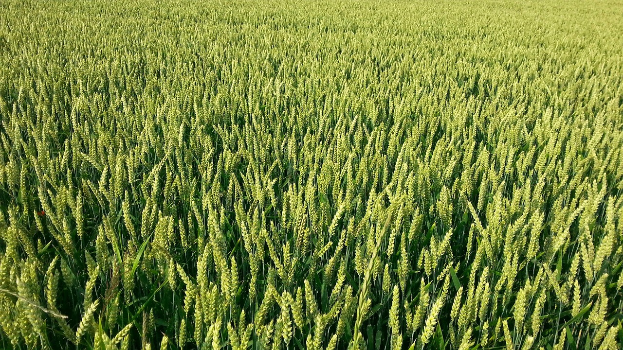 Grūdai, Kukurūzų Laukas, Grūdai, Žemdirbystė, Rugių Laukas, Derlius, Grūdai, Nemokamos Nuotraukos,  Nemokama Licenzija