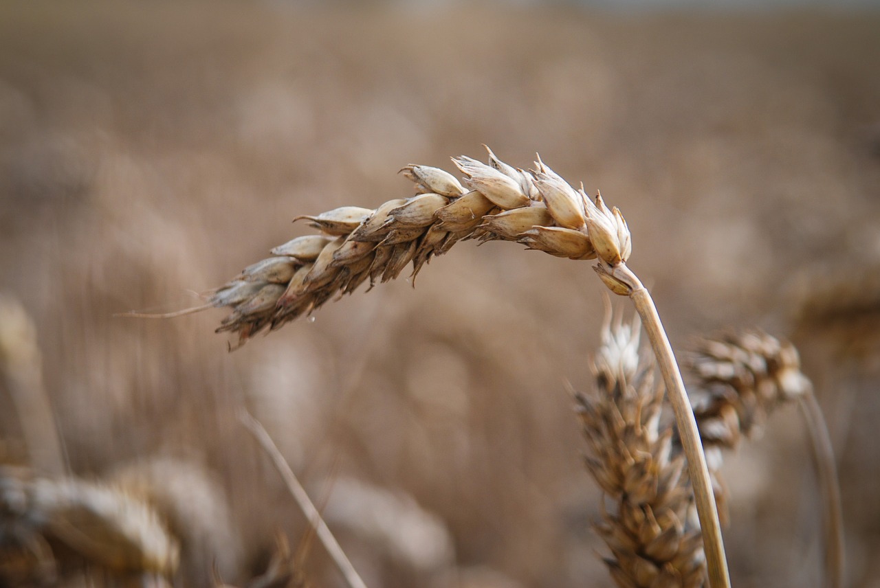 Grūdai, Vasara, Pasėlių, Ausis, Augalas, Ruda, Ochra, Nemokamos Nuotraukos,  Nemokama Licenzija