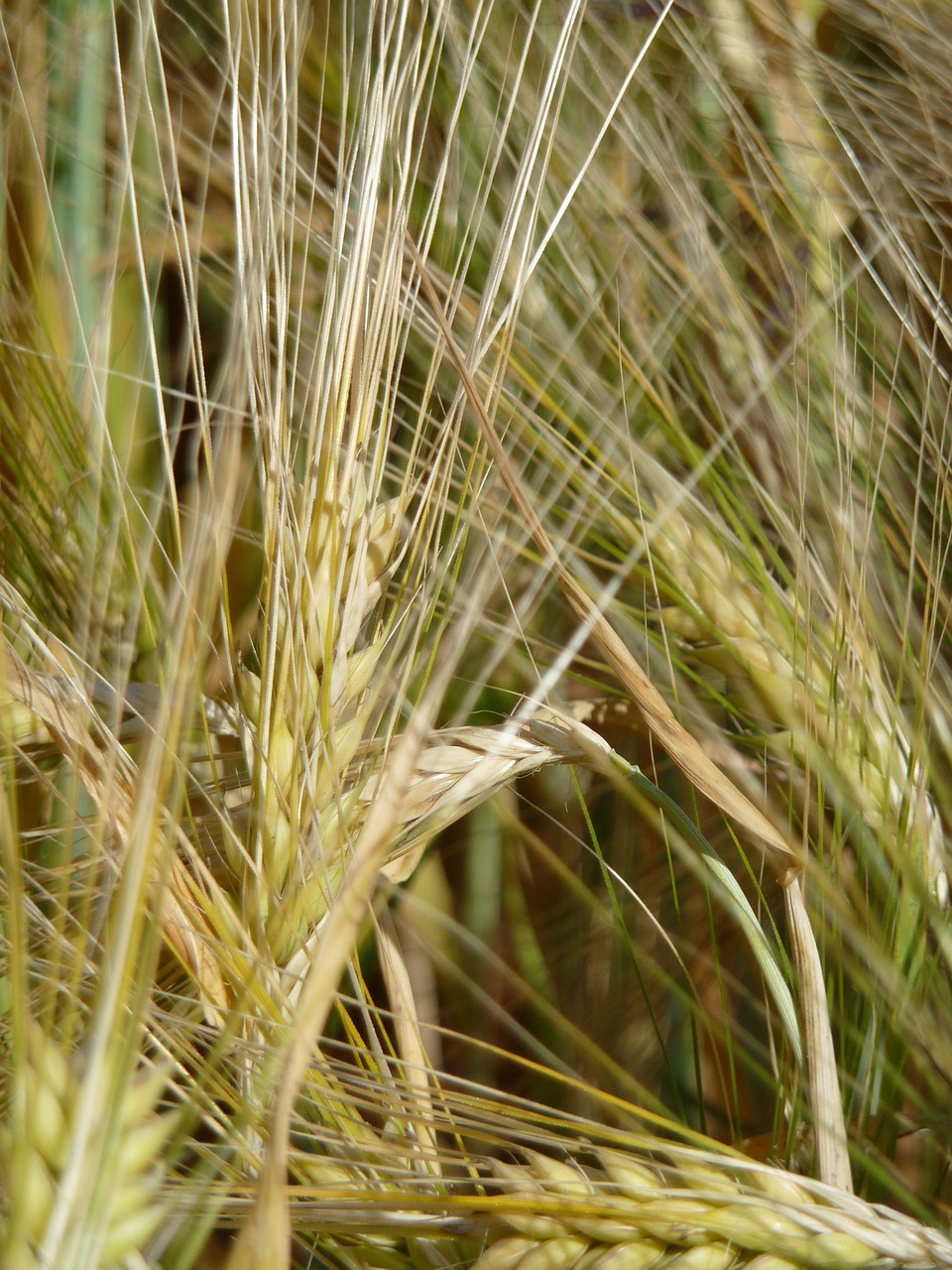 Grūdų,  Kvieciai,  Derlius,  Žemdirbystė,  Grūdai,  Pobūdį,  Laukas,  Augalų,  Niva,  Vasara