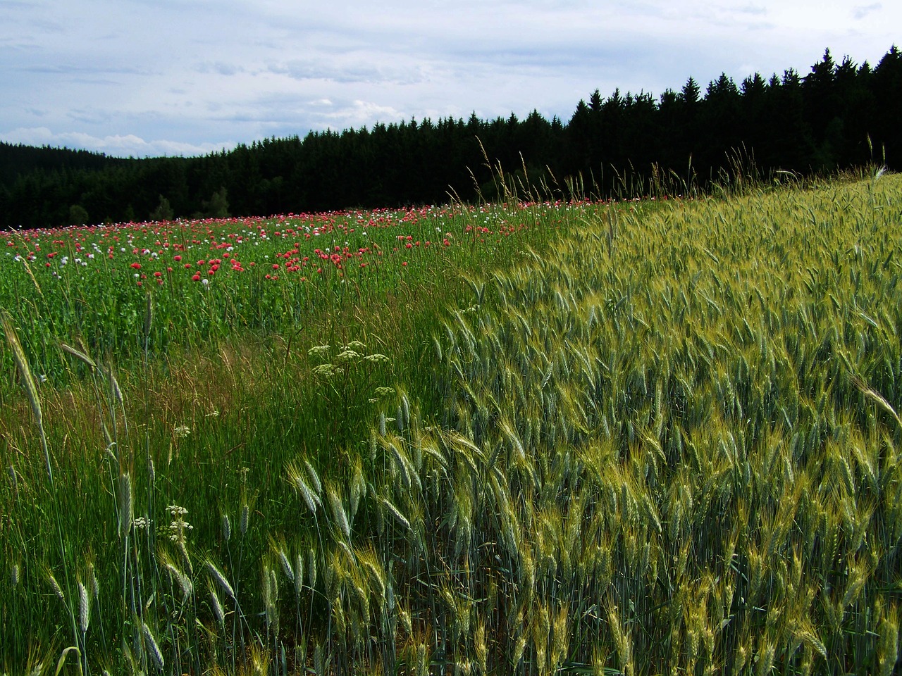 Grūdų Žemė, Žemdirbystė, Kraštovaizdis, Vasara, Nemokamos Nuotraukos,  Nemokama Licenzija