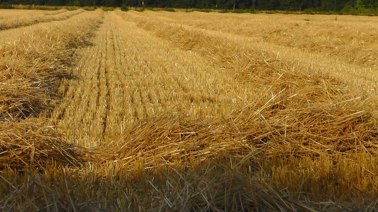 Grūdų Derlius, Šiaudai, Gamta, Laukas, Žemdirbystė, Grūdai, Pjauti, Šiaudai, Kukurūzų Stiebai, Derlius