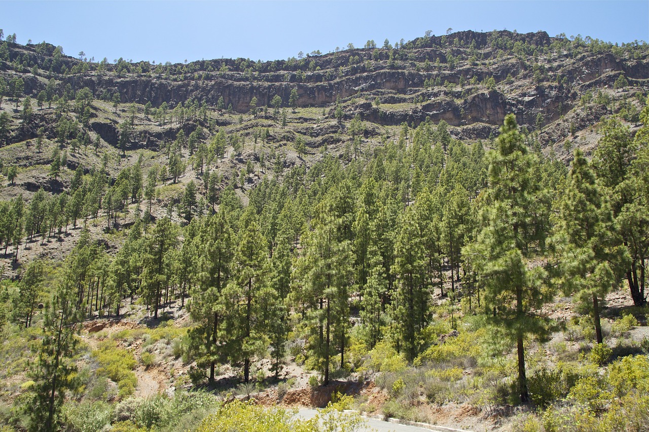 Gran Canaria, Kalnas, Miškas, Žygiai, Ispanija, Vaizdas, Kanarų Salos, Medžiai, Spygliuočiai, Kraštovaizdis