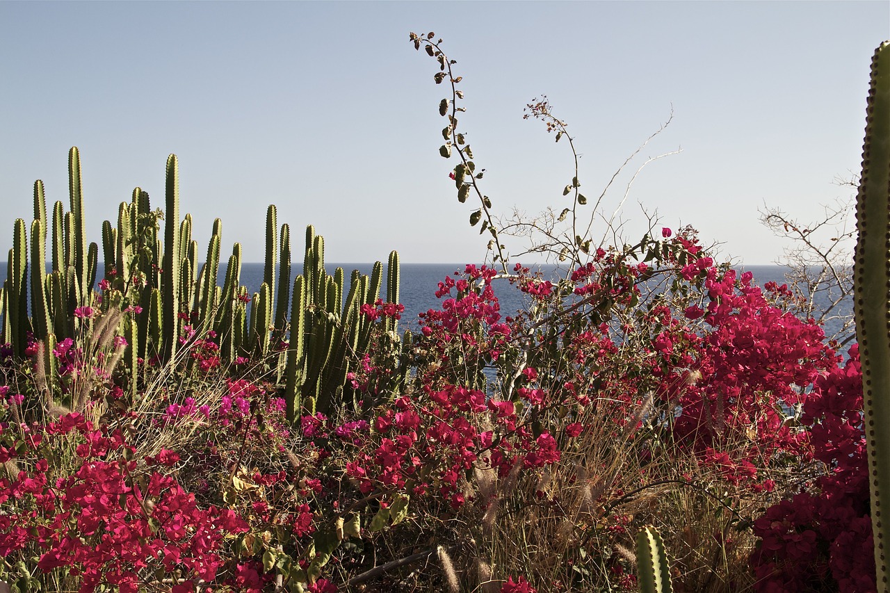 Gran Canaria, Ispanija, Vaizdas, Kanarų Salos, Vakaro Saulė, Kaktusas, Gamta, Augalas, Атлантический, Vandenynas