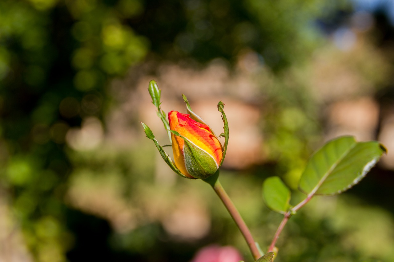 Granada, Rosa, Kokonas, Raudona Roze, Sodas, Alhambra, Generalife, Ruduo, Gamta, Gėlė