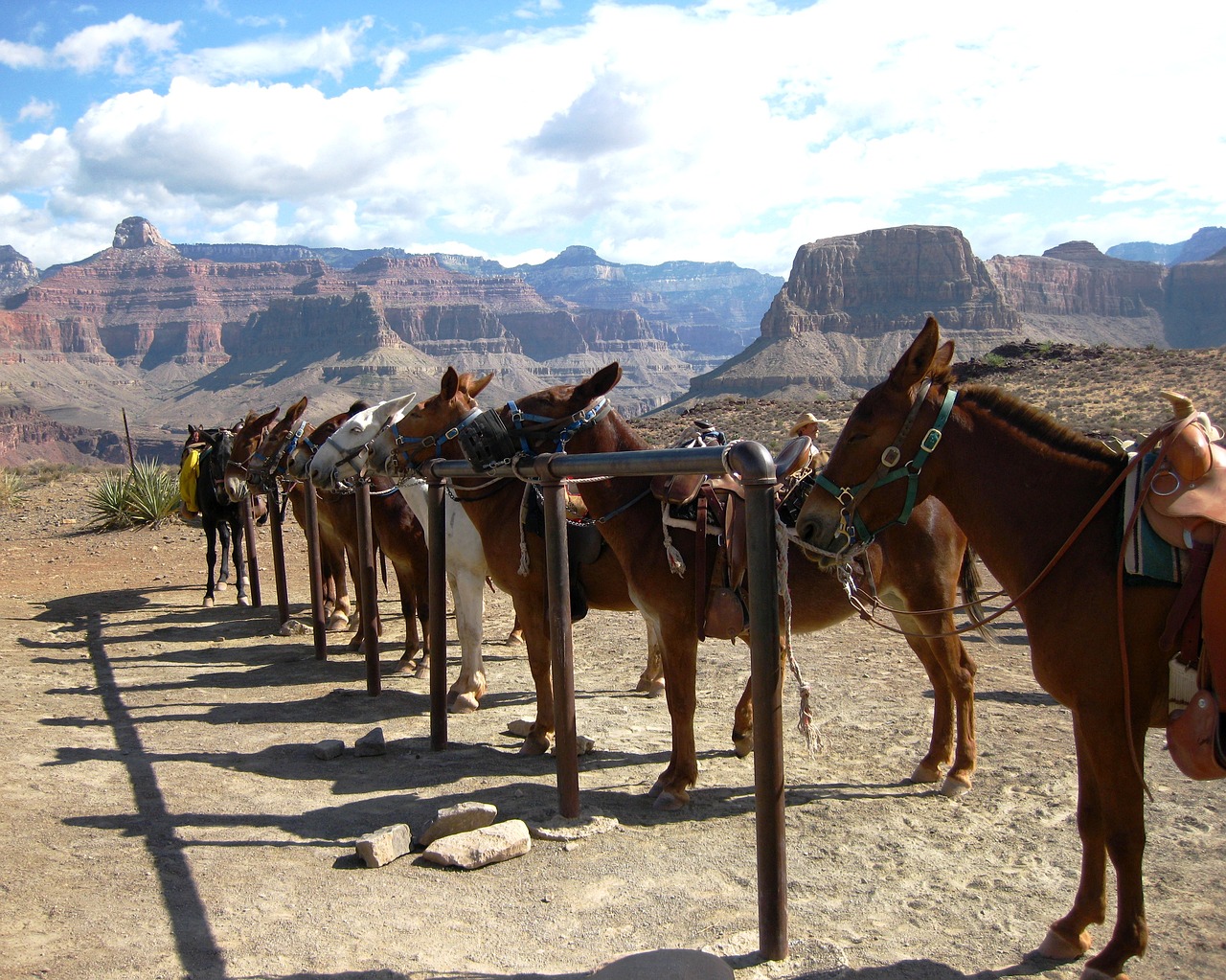 Didysis Kanjonas, Mule, Kanjonas, Grand, Gamta, Nacionalinis, Parkas, Arizona, Gyvūnas, Geologija