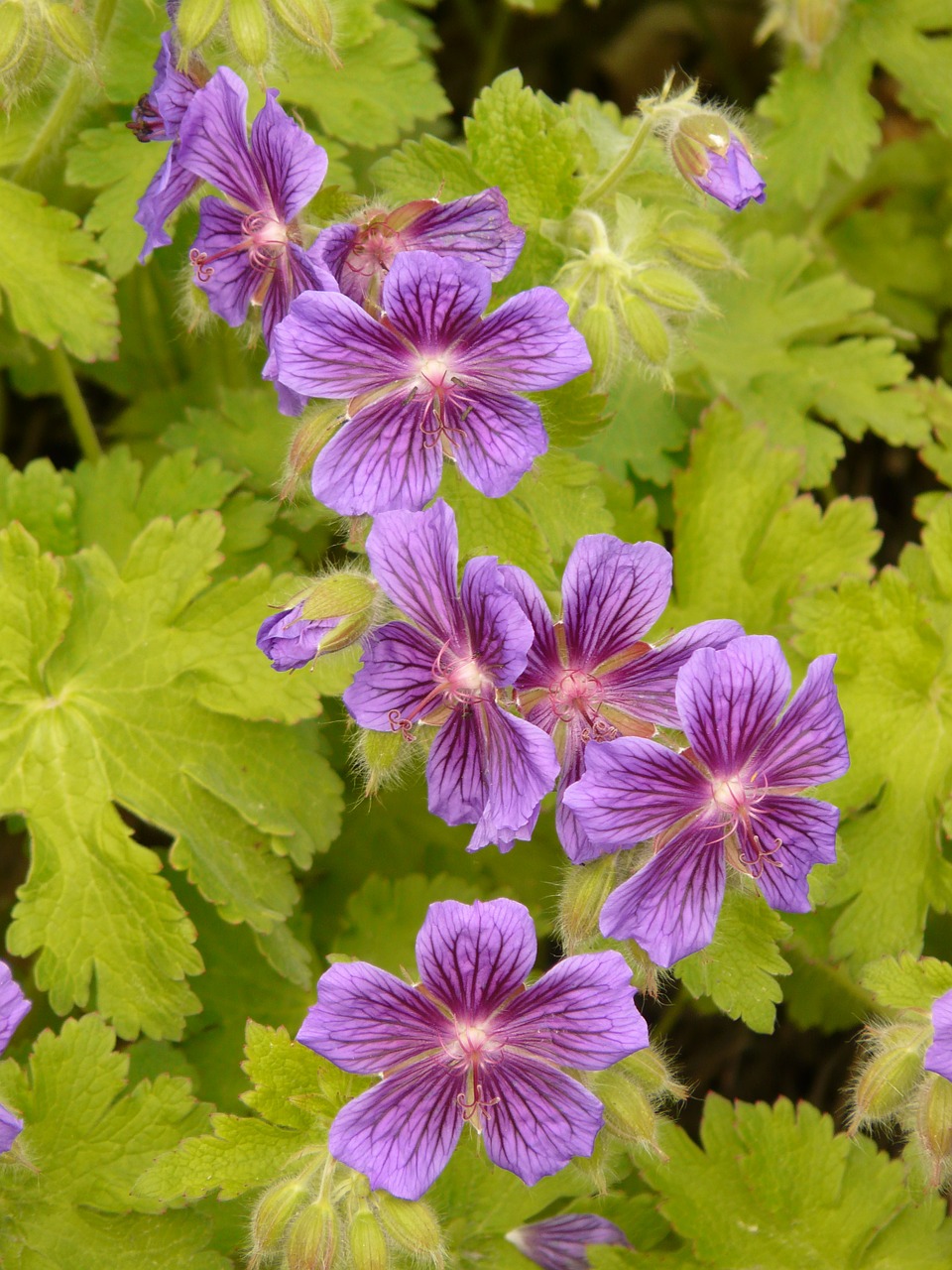 Grand Geranium, Cranebill, Gėlė, Žiedas, Žydėti, Augalas, Violetinė, Mėlyna Violetinė, Žalias, Geranium Greenhouse