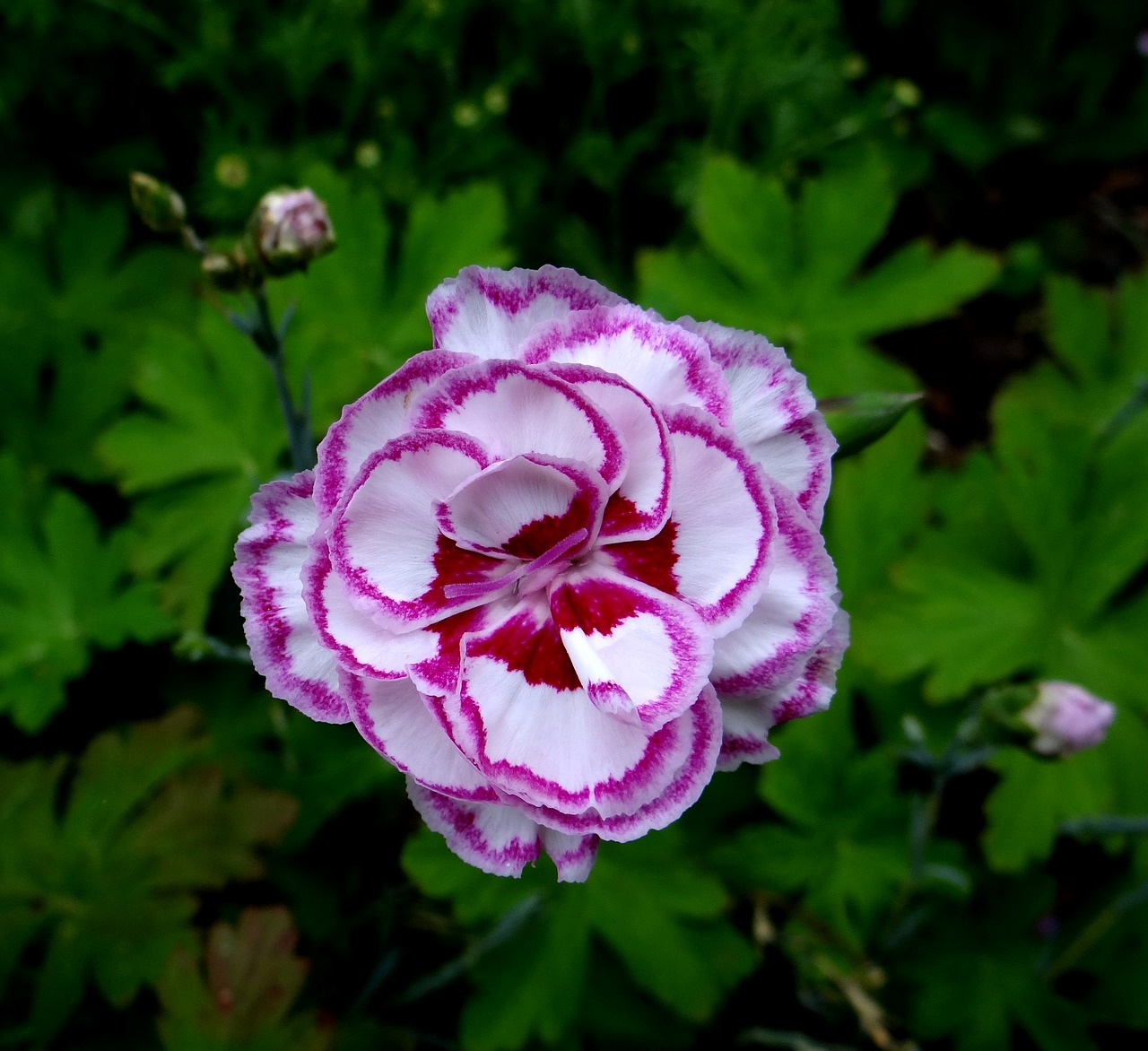 Grans Favorite, Gvazdikas, Balta Spygliuota Gvazdikėlė, Dianthus, Gėlės, Nemokamos Nuotraukos,  Nemokama Licenzija