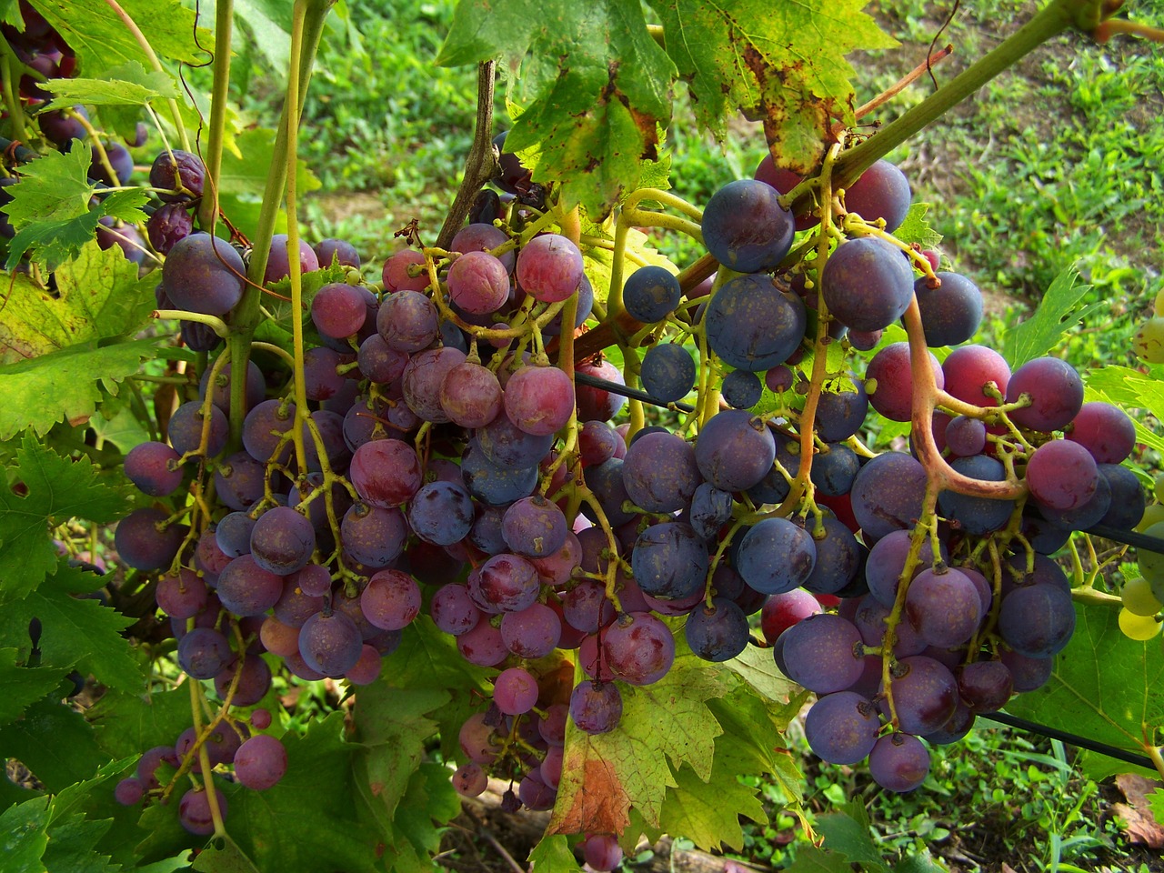 Vynuogė, Mėlyna Violetinė, Uogų Derlius, Nemokamos Nuotraukos,  Nemokama Licenzija