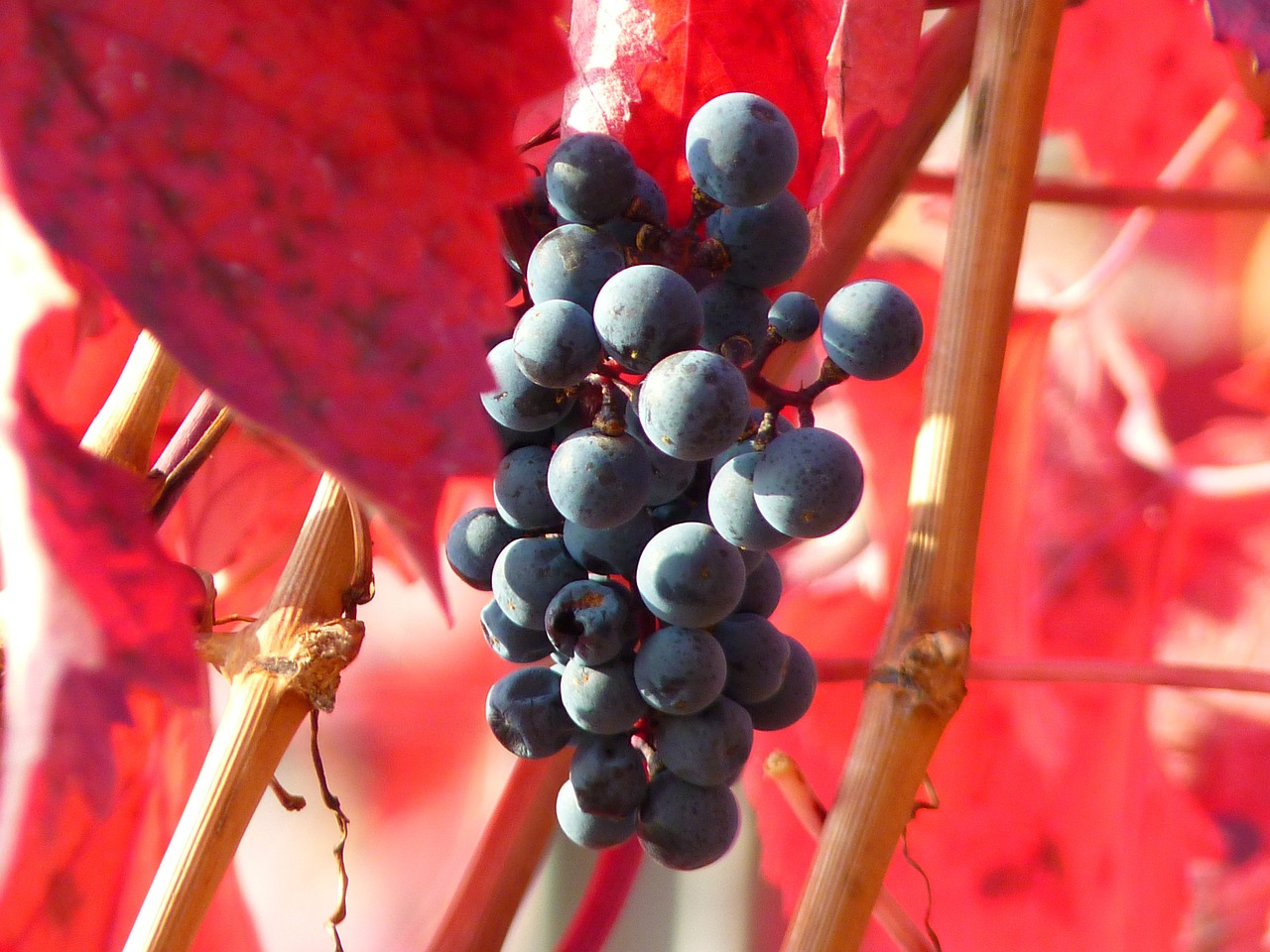 Vynuogė, Vynuogės, Vaisiai, Vynmedis, Auginimas, Vynas, Mėlynas, Nemokamos Nuotraukos,  Nemokama Licenzija