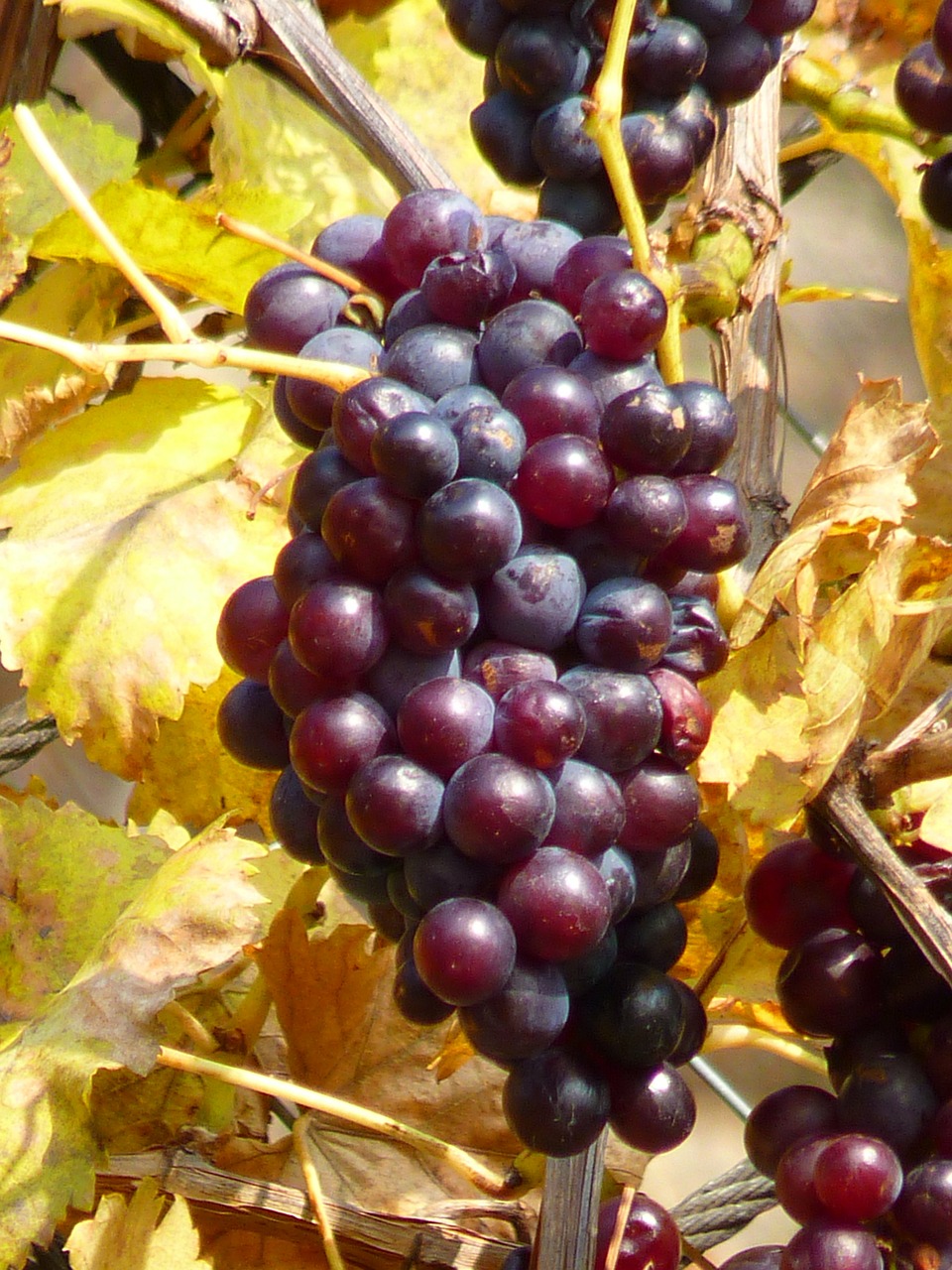 Vynuogė, Vynuogės, Vaisiai, Vynmedis, Auginimas, Vynas, Mėlynas, Nemokamos Nuotraukos,  Nemokama Licenzija