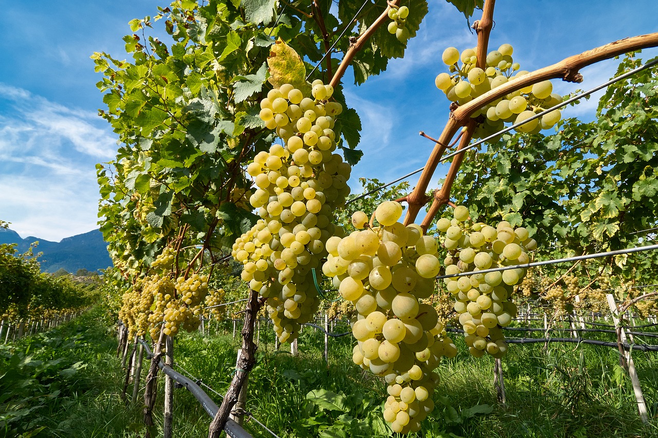 Vynuogė, Vynuogės, Vaisiai, Vynmedis, Vynuogių Auginimas, Vynuogių, Nemokamos Nuotraukos,  Nemokama Licenzija