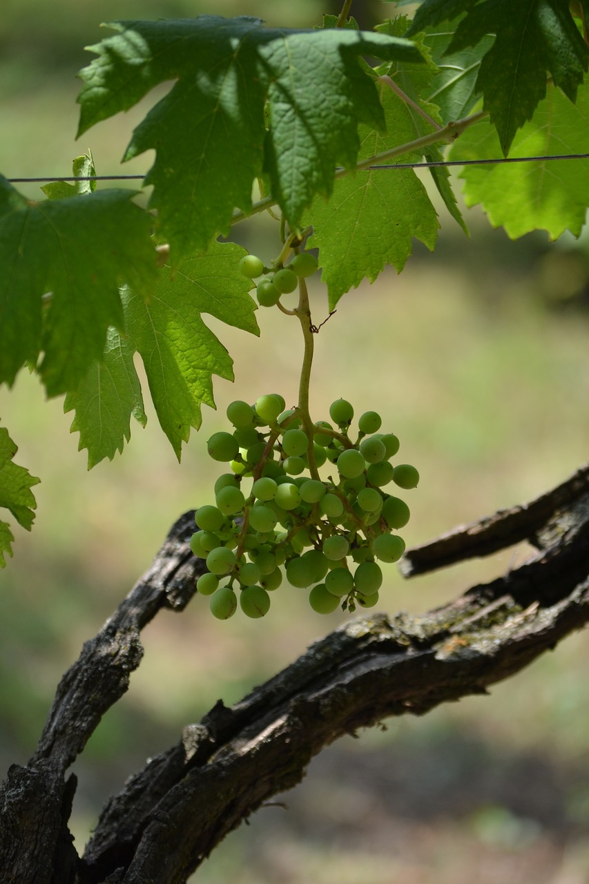 Vynuogė, Medis, Italy, Gamta, Žemdirbystė, Žalias, Vynuogynas, Vynmedis, Vynuogių, Lapai