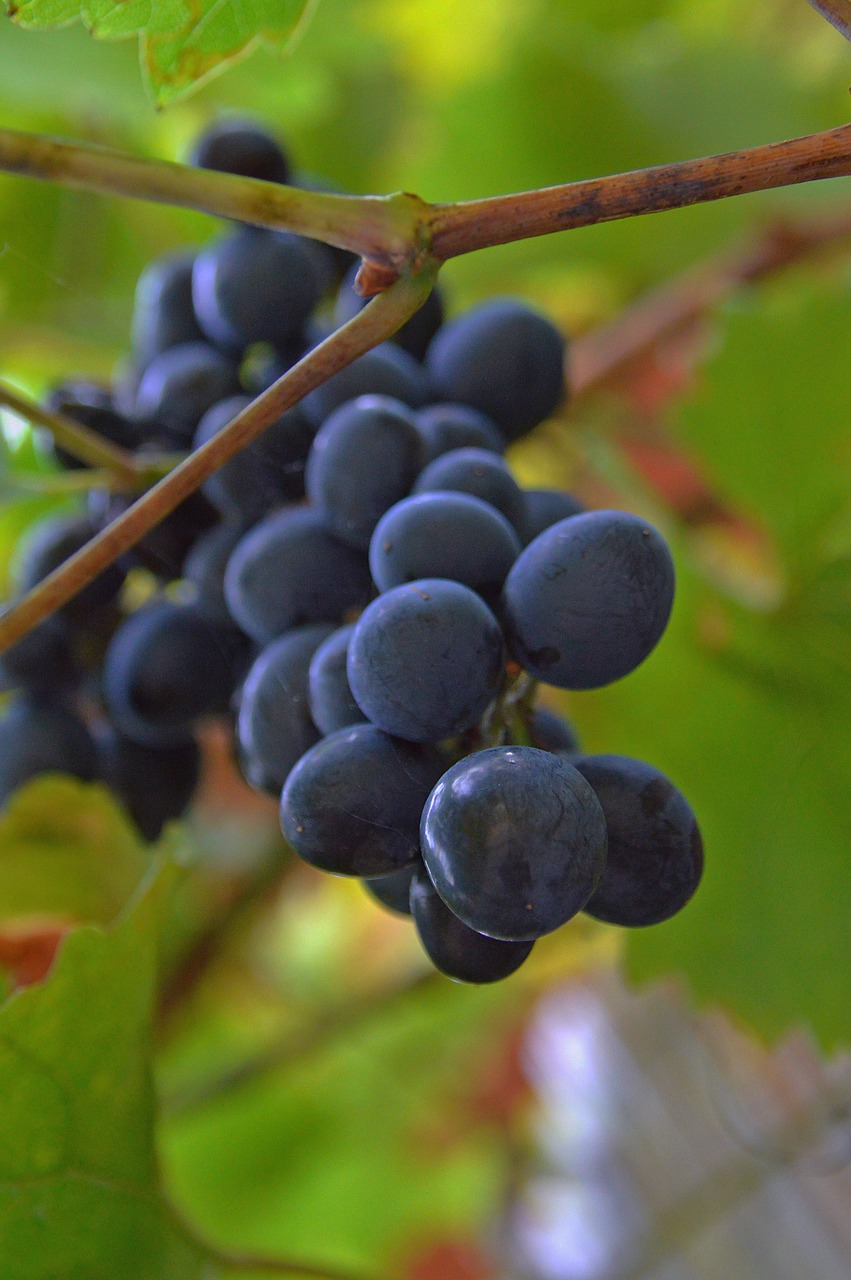 Vynuogė, Raudonos Vynuogės, Vaisiai, Gamta, Mėlynas, Prinokę Vaisiai, Mėlyna Akis, Vintage, Augalas, Rudens Vaisius