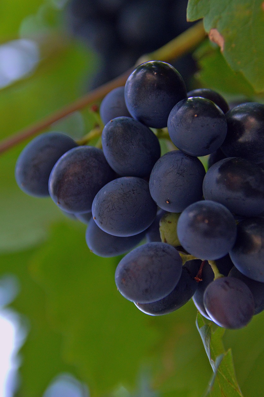 Vynuogė, Raudonos Vynuogės, Vaisiai, Gamta, Mėlynas, Prinokę Vaisiai, Mėlyna Akis, Vintage, Augalas, Rudens Vaisius