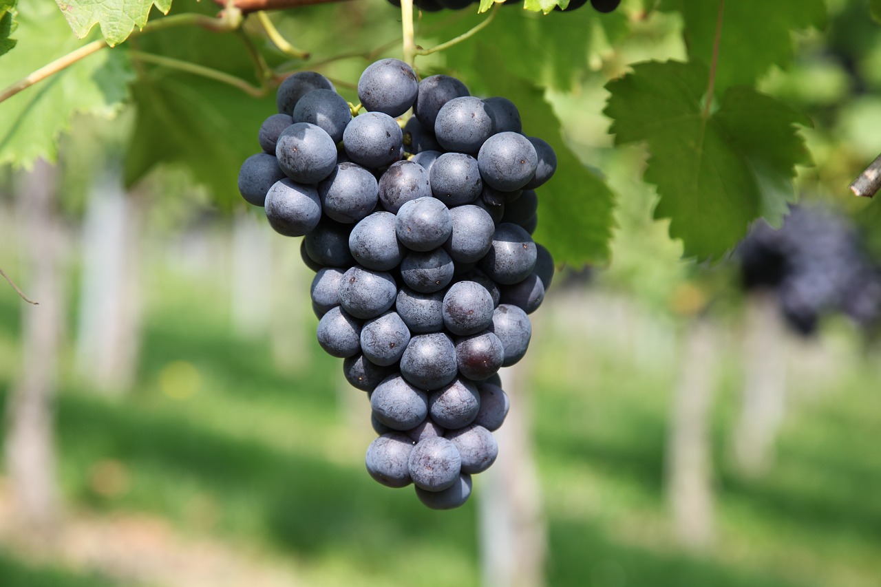 Vynuogė, Vynuogynas, Vynuogių Auginimas, Nemokamos Nuotraukos,  Nemokama Licenzija