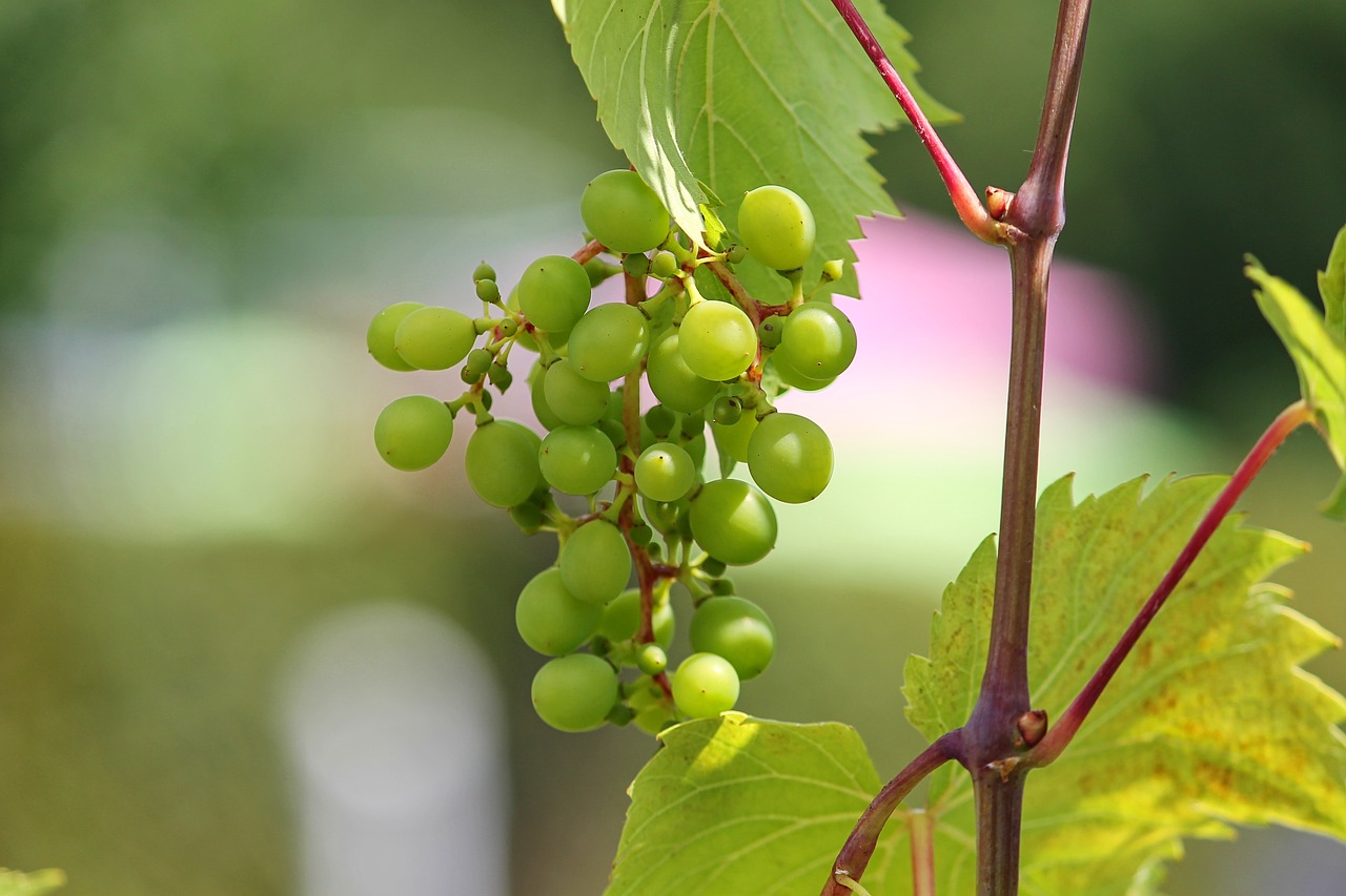 Vynuogė,  Jauna,  Žalias,  Vynuogės Auginamos,  Vyno,  Struktūra,  Vynmedžių Vynmedis,  Vynuogių Veislių,  Atspalvių Žalia,  Uogos