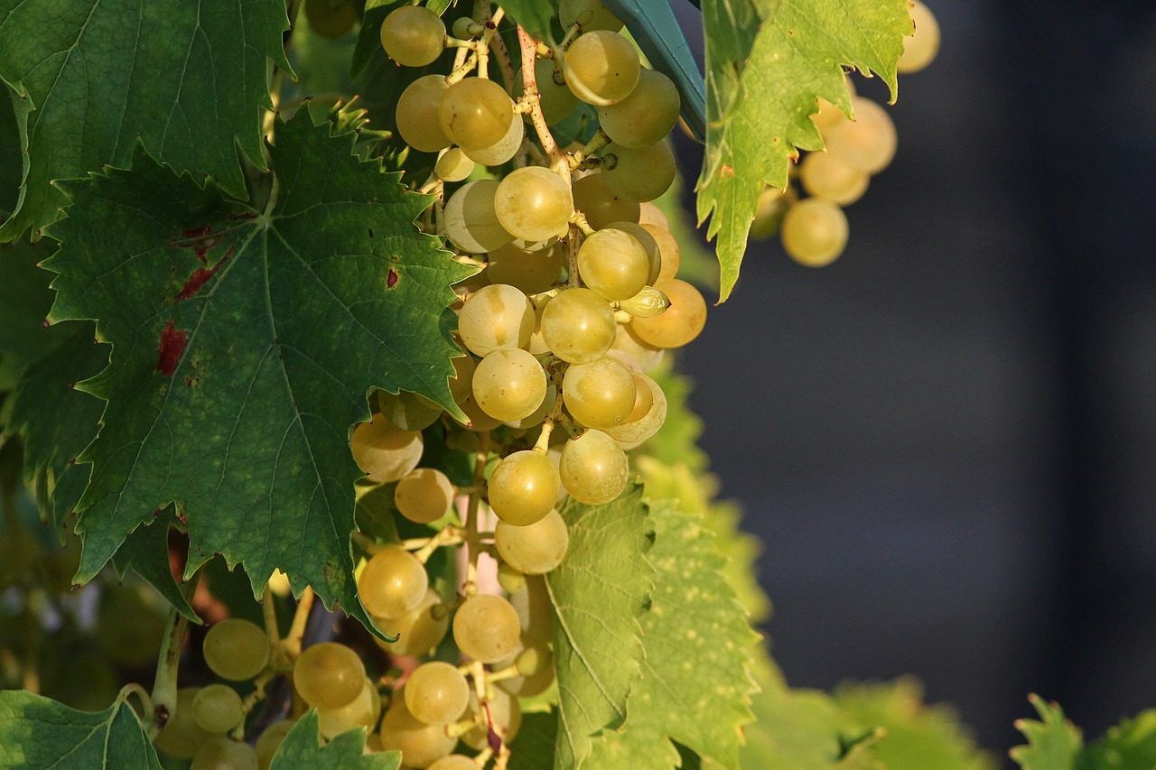 Vynuogė,  Vynuogės,  Vynmedžių Subrendęs,  Žalias,  Vynuogės Auginamos,  Vynuogių Veislių,  Atspalvių Žalia,  Vyno,  Vynmedis,  Uogos
