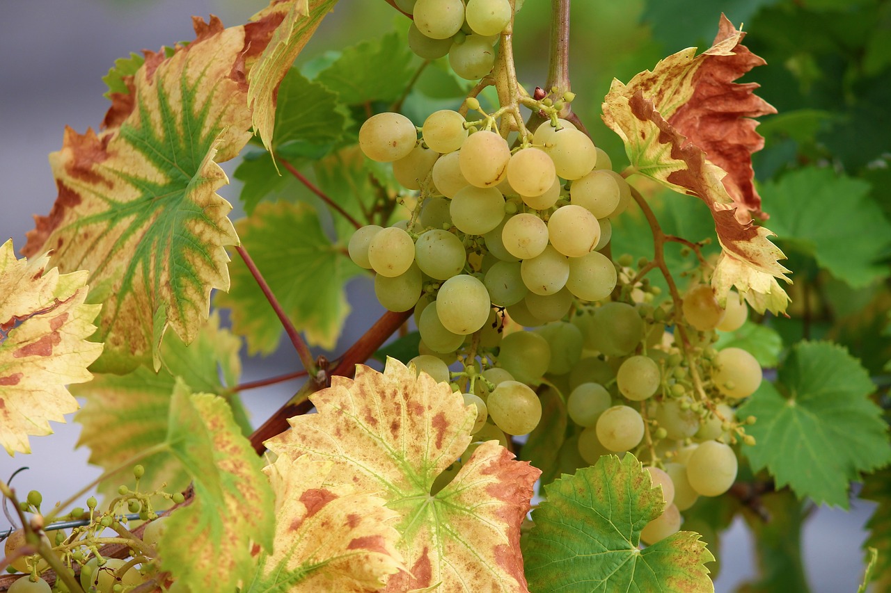 Vynuogė,  Vynmedis,  Vyno,  Vynuogės Auginamos,  Žalios Vynuogės,  Žalias,  Vaisių,  Vynuogių,  Vaisiai,  Lapai