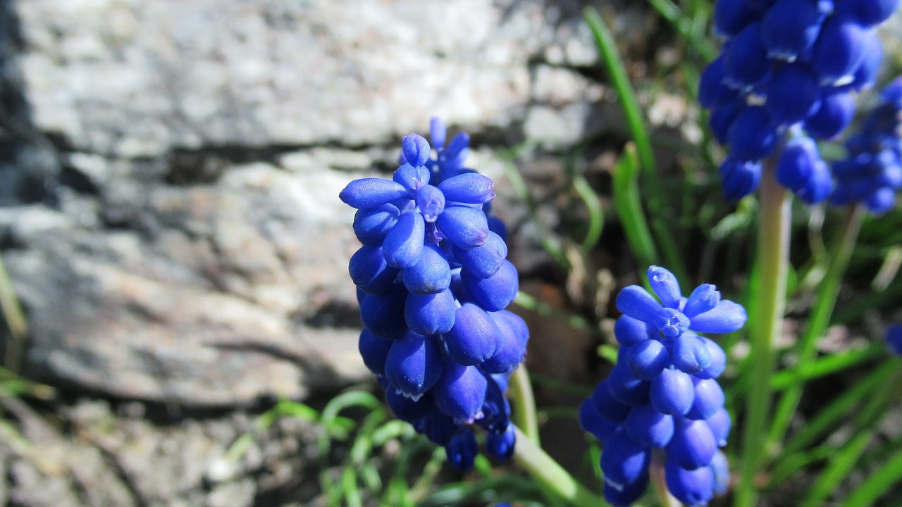 Vynuogių Hiacintas,  Rokas,  Pobūdį,  Gėlė,  Floros,  Pavasaris, Nemokamos Nuotraukos,  Nemokama Licenzija