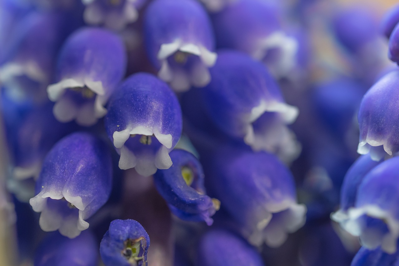 Vynuogių Hiacintas, Muscari, Žiedas, Žydėti, Pavasaris, Žydėti, Sodas, Šviesus, Muscari Racemosum, Spalvinga