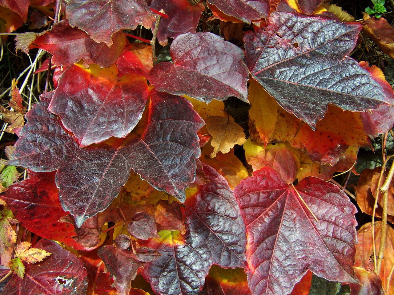 Vynuogių Lapai, Rudens Spalvos, Gamta, Nemokamos Nuotraukos,  Nemokama Licenzija