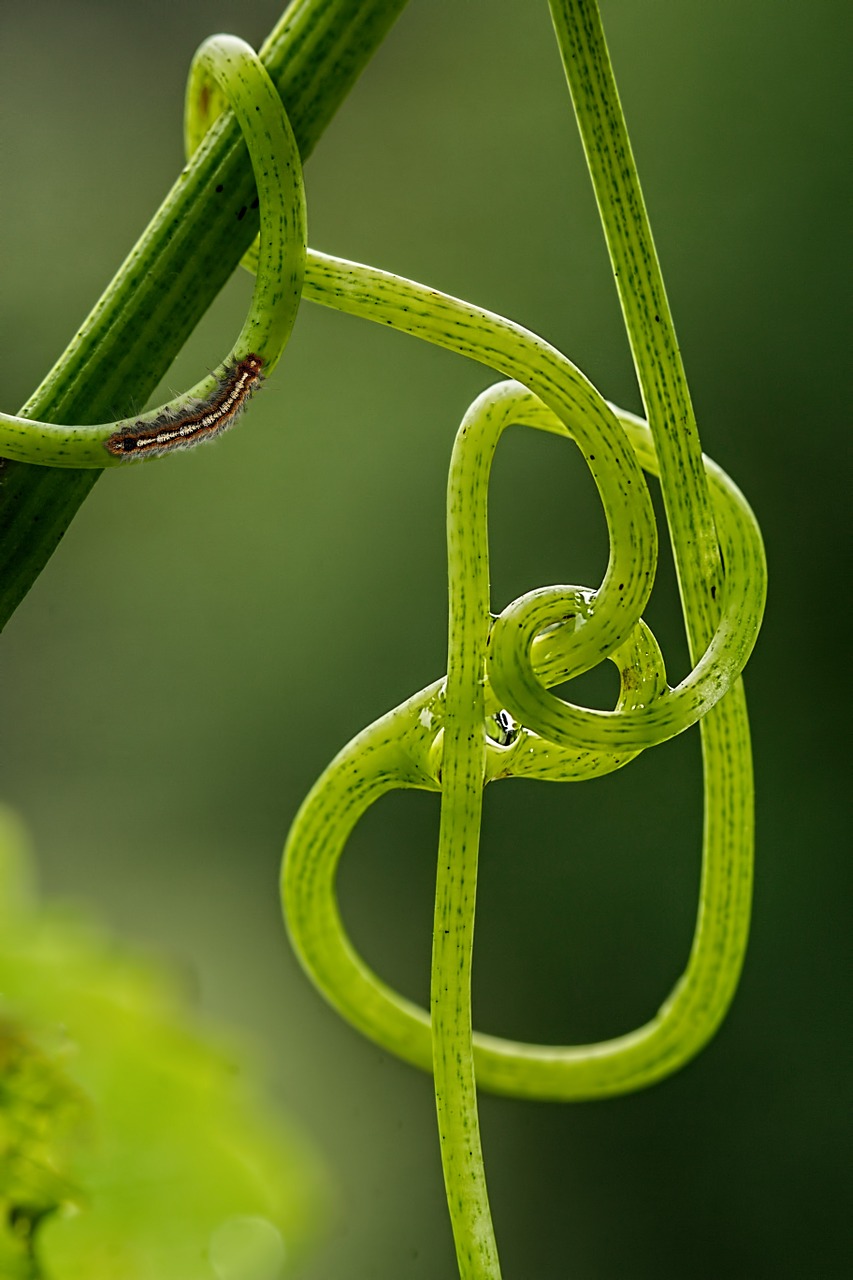 Vynuogių Vynuogių, Tendril, Laipiojimo Augalas, Žalias, Vynmedis, Vynuogių, Kilpa, Augimas, Auga, Mazgas