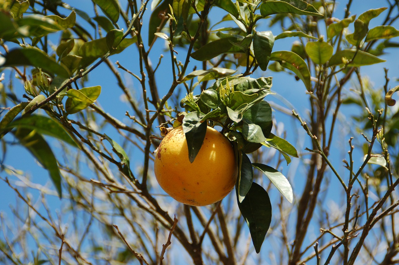 Greipfrutas, Pomelo, Citrusiniai, Geltona, Vaisiai, Į Pietus, Nemokamos Nuotraukos,  Nemokama Licenzija